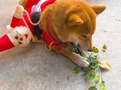 -柴犬高等学院·狗咖·柴犬售卖·宠物训练