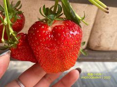 -甜心庄园·甜心草莓采摘园(西青中北店)