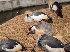 -灵玲国际马戏城