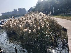-五缘湾湿地公园