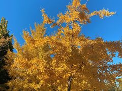 -北京西山国家森林公园