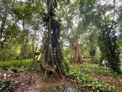 -中国科学院西双版纳热带植物园