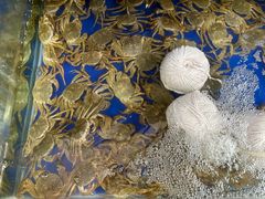 -阳澄湖大闸蟹·琼灵阁牌品牌连锁(吴中总店)