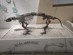 -国家自然博物馆