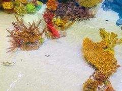 -上海海洋水族馆