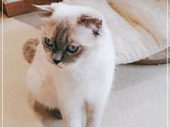 -藏猫猫咖啡主题馆(中央大道店)