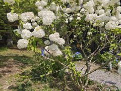 -上海鲜花港