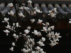 -龙华寺