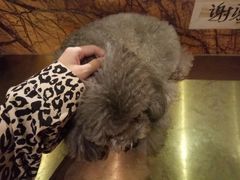 -more than meow吴止猫主题餐厅(承德 中船汇店)