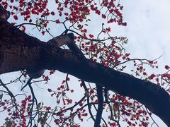 -黄埔古港