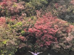 -木兰云雾山