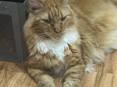 -MOCHA明星猫咖(田子坊店)