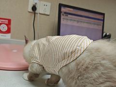 -安安宠医宠物医院·异宠·犬猫内科(岳阳分院)