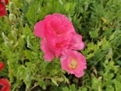 -上海滨江森林公园