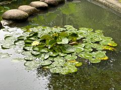 -陈家山荷花公园