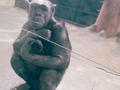 -石家庄市动物园