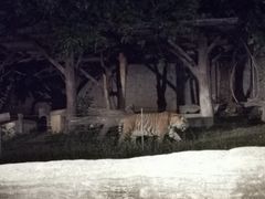-清迈夜间动物园