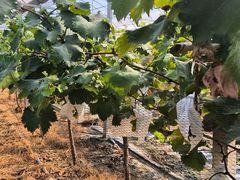 -马陆小张葡萄园农家乐