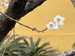 -太平天国侍王府