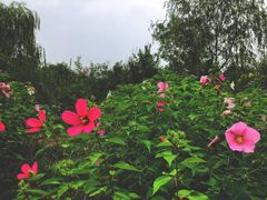 -武清南湖绿博园