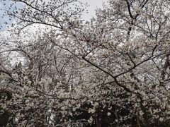 -嘉定紫藤园