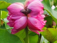 -莲花池公园