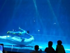 -芜湖新华联大白鲸海洋公园