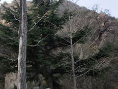 -北京鹫峰国家森林公园
