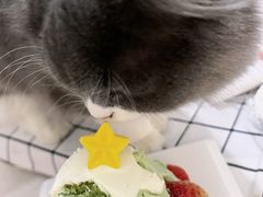 -喜莲娜动物奶油生日蛋糕(箭盘店)