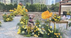 -北京嘉里大酒店·宴会厅婚宴·户外婚礼·生日宴