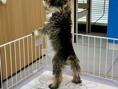 -翊宠yipet猫狗购宠庄园