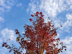 -泗洪洪泽湖湿地景区