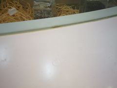 -阮大兴糕团(滨江宝龙店)