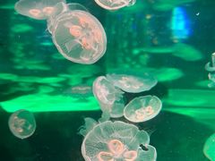 -海合安成都极地海洋公园