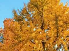 -泰州凤城河风景区-泰山公园