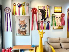 -猫十亿·布偶金渐层·曼基康矮脚猫舍(青年路店)