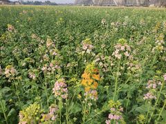 -中国天府农业博览园