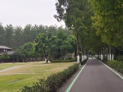 -合肥滨湖国家森林公园