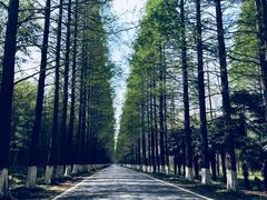 -黄海国家森林公园