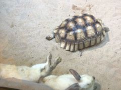 -华夏文旅西安度假区