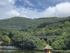 -西双版纳原始森林公园