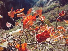 -嵩山少林文化旅游景区