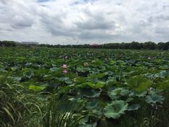 -荷塘月色湿地公园·向阳花洲
