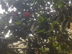 -李东农庄(中南百草园地标店)