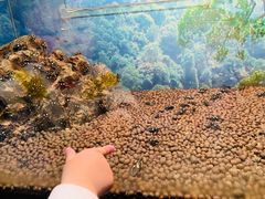 -上海大自然野生昆虫馆(东方明珠·爬宠昆虫探索中心)