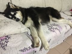 -宠福鑫康馨动物医院·骨科·眼科