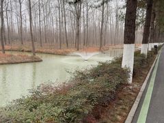 -合肥滨湖国家森林公园