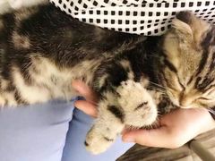 -李小姐の猫咖啡馆(五角场店)