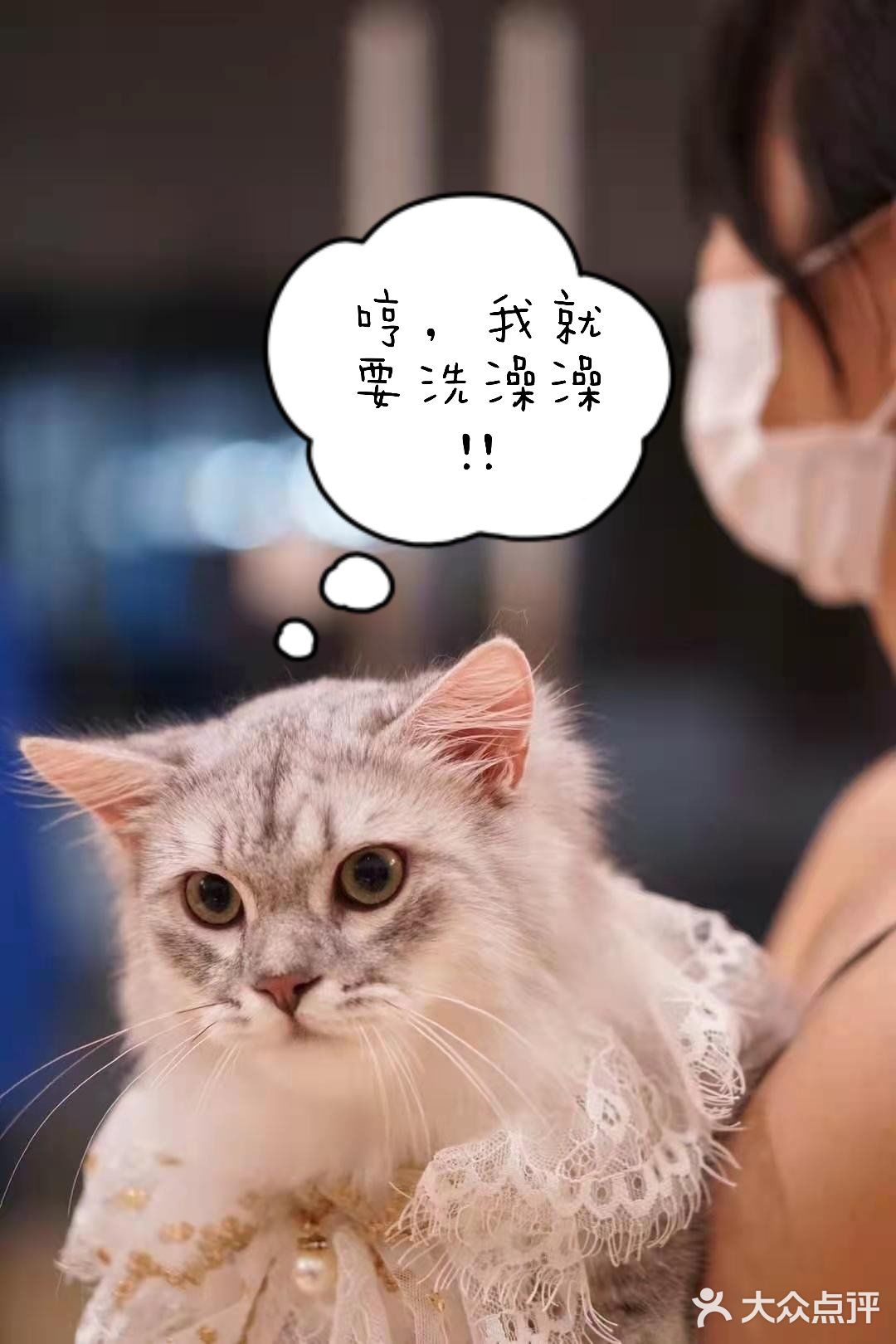 专业洗护，猫咪乖乖不乱叫[调皮]