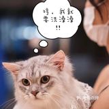 专业洗护，猫咪乖乖不乱叫[调皮]